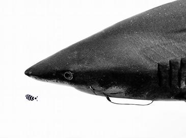La UICN reclasifica al Tiburón Puntas Blancas Oceánico como especie EN PELIGRO CRÍTICO