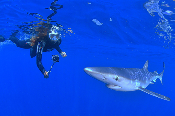 FOTOS 2022 Estudio de monitoreo de tiburones azules