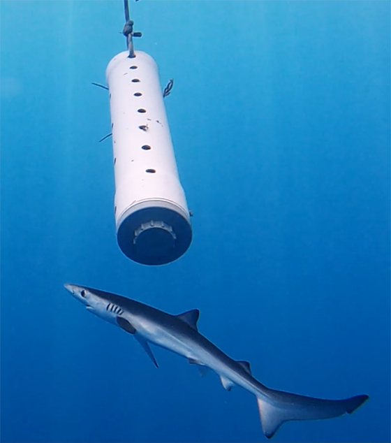 FOTOS 2022 Estudio de monitoreo de tiburones azules