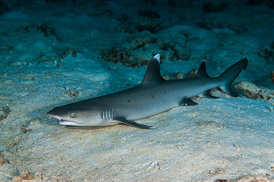 Tiburón Puntas Blancas de Arrecife