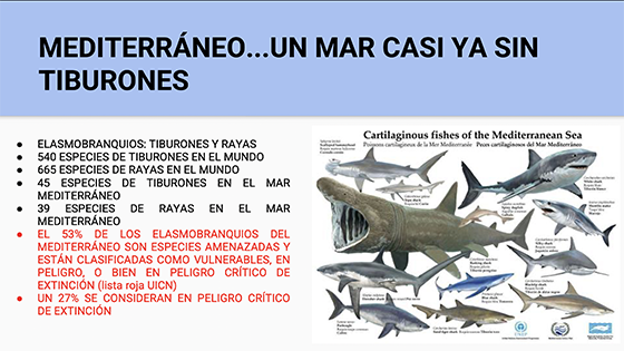 Tiburones Mediterráneo
