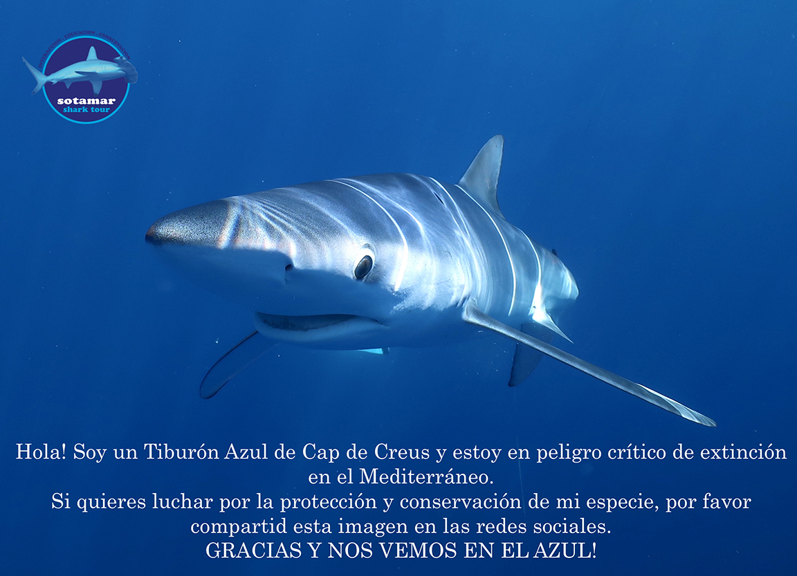 Campaña Tiburón Azul
